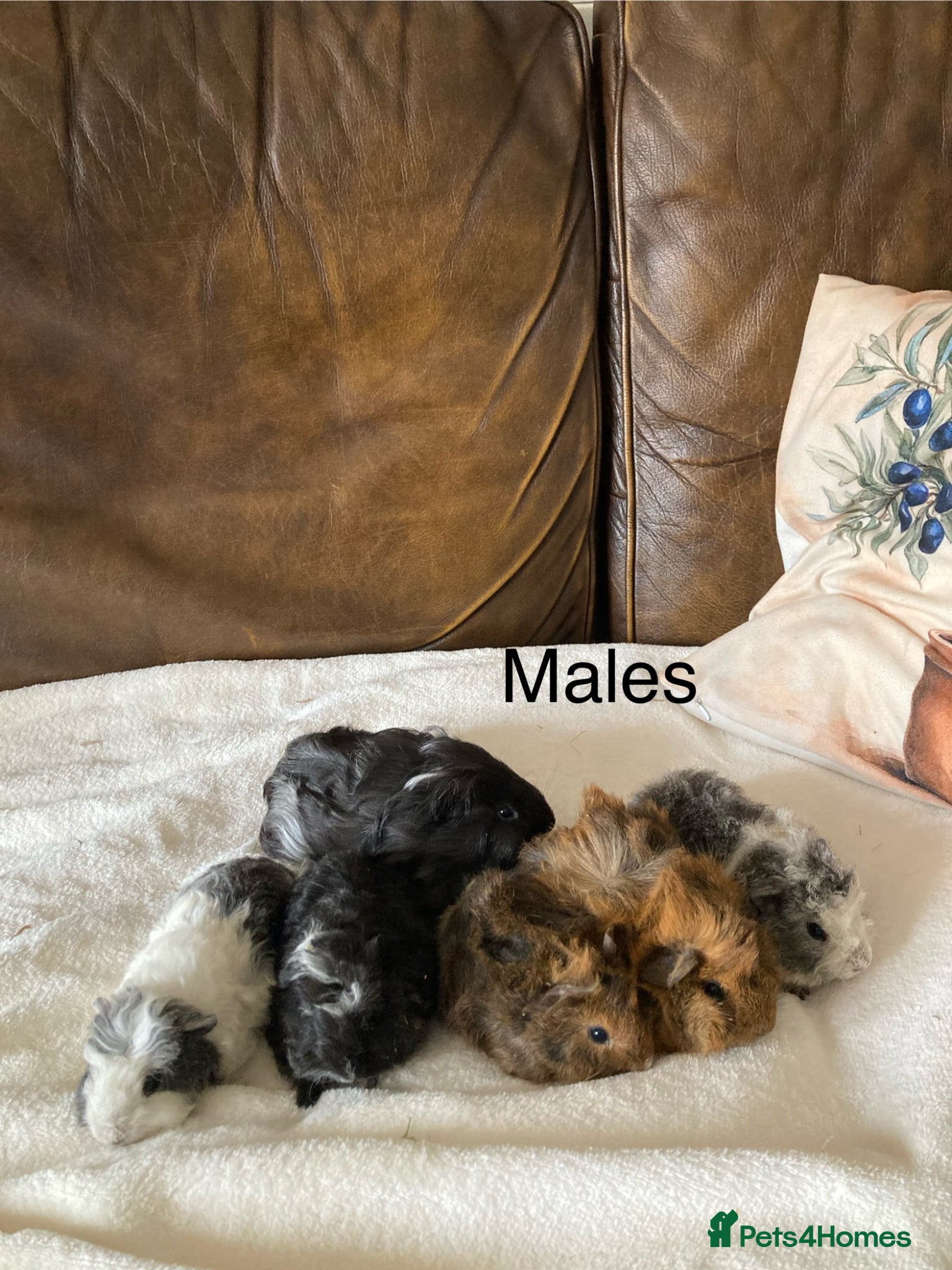Guinea Pig rodents Gorgeous Guinea Pigs - Advert 1