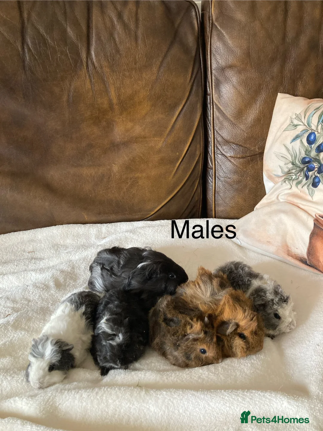 Guinea Pig rodents for sale: Gorgeous Guinea Pigs - Advert 1