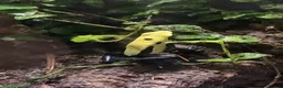 Frog reptiles for sale: 3 x Citronella Dart Frogs - Advert 14