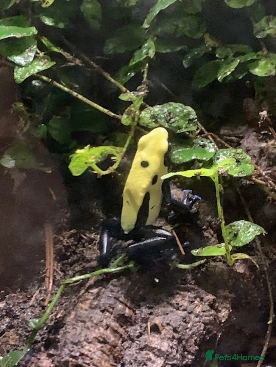 Frog reptiles for sale: 3 x Citronella Dart Frogs - Advert 14