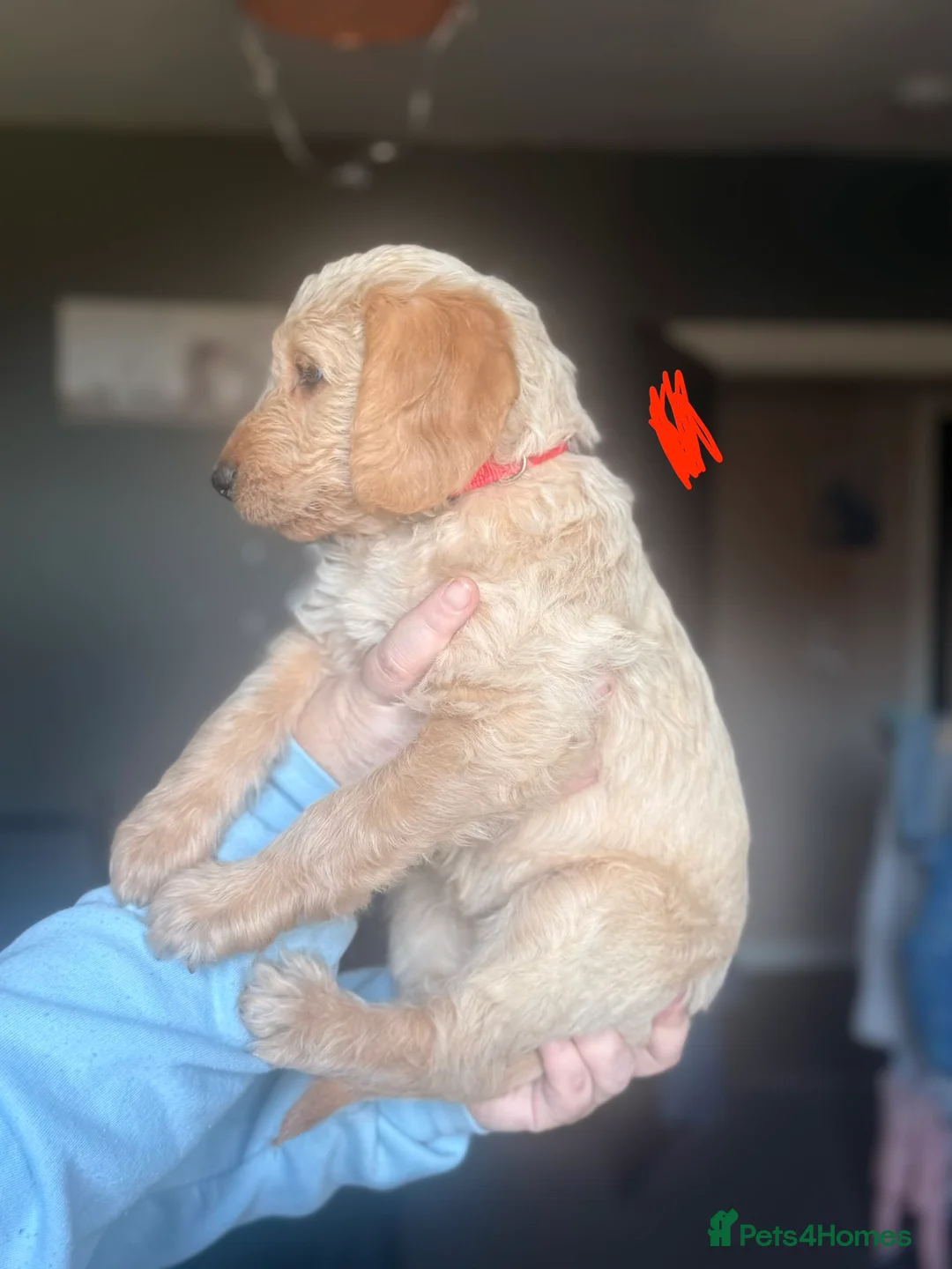 Goldendoodle dogs for sale: Labradoodle puppies - Advert 28
