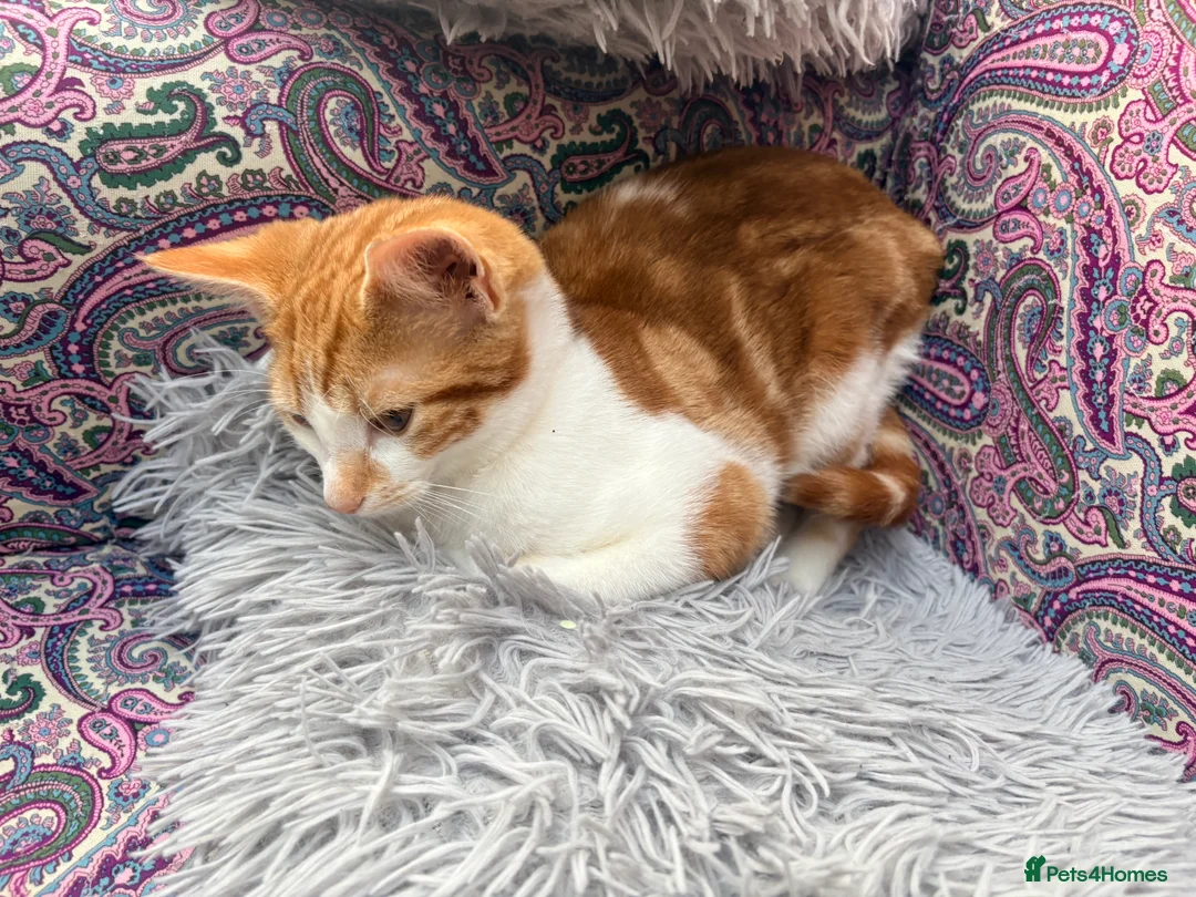 Domestic Shorthair cats for sale: Gorgeous boy ready to leave!  in Birmingham - Advert 4