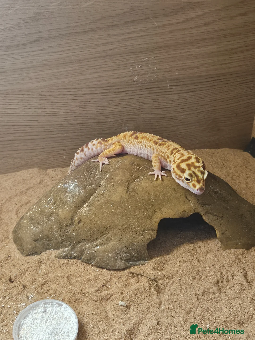 Leopard Gecko reptiles for sale: 2 Yr Female Albino Leopard Gecko  - Advert 1