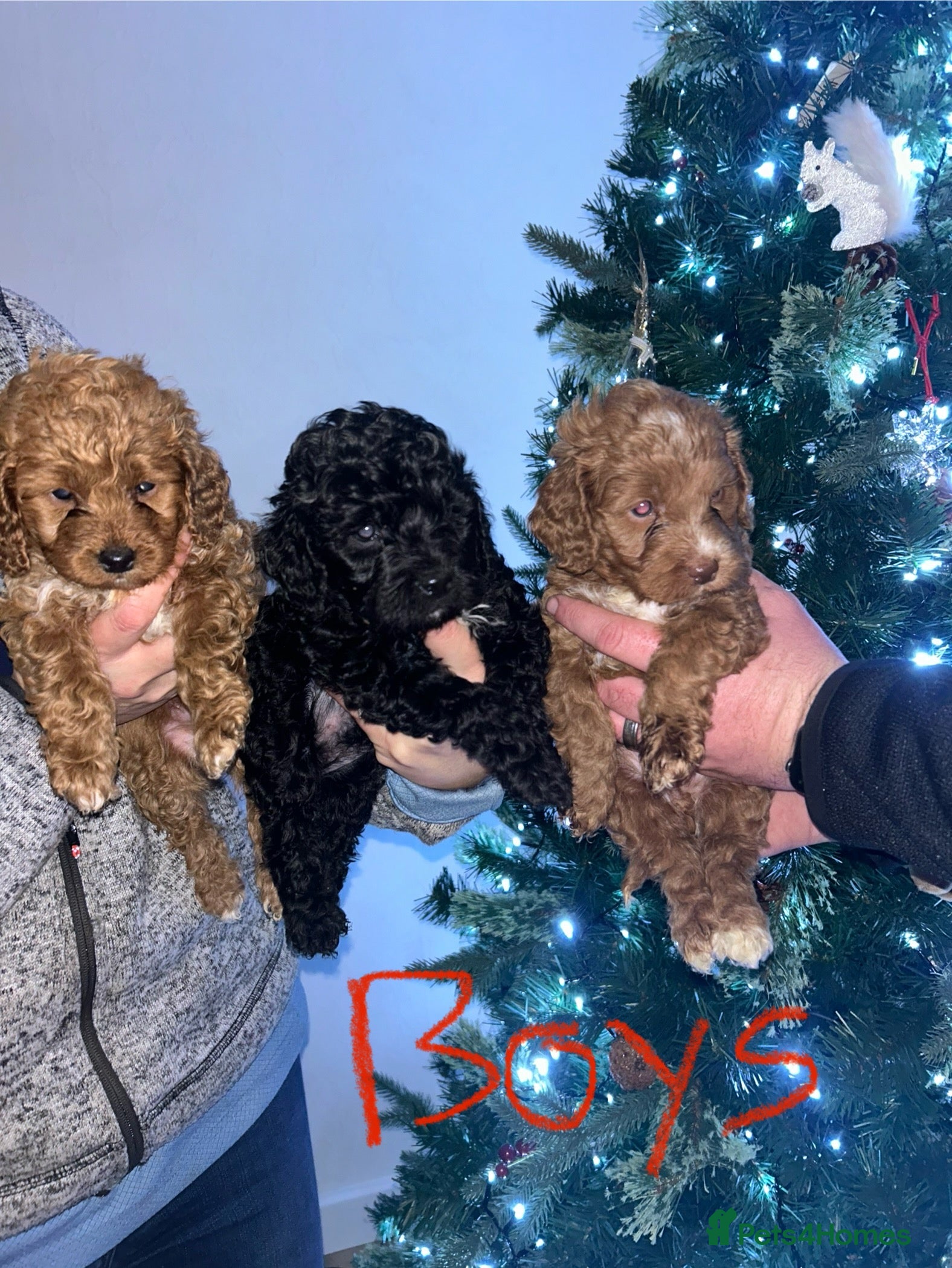 Cockapoo dogs Beautiful toy cockapoo  - Advert 1