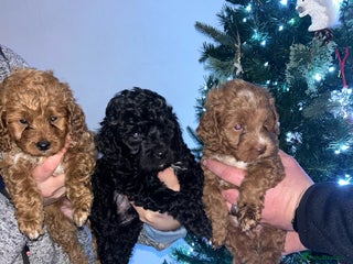 Cockapoo dogs Beautiful toy cockapoo - Advert 17