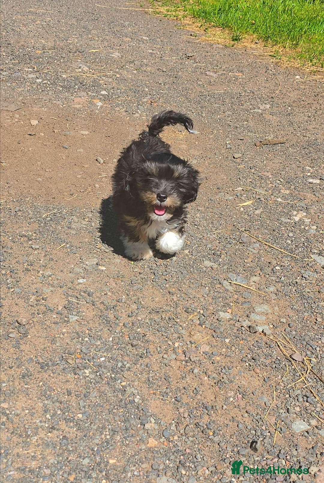 Yorkshire Terrier dogs for sale: Yorkie Cross Female Puppy. - Advert 3