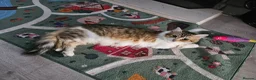 Siberian cats for sale: Two gorgeous Siberian kittens ready for a new home - Advert 10