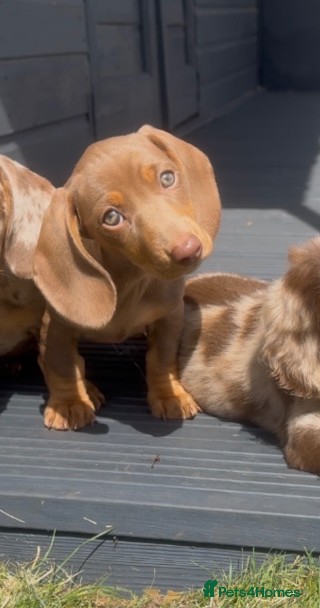 Miniature Dachshund dogs Last girl! KC registered Miniature dachshund - Advert 4