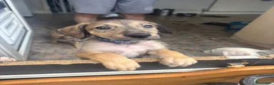 Lurcher 4