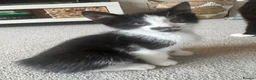 Mixed Breed cats for sale: 4 beautiful kittens ready for forever homes🤍 - Advert 4
