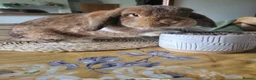French Lop rabbits for sale: Mini French Lop in Plymouth - Advert 6