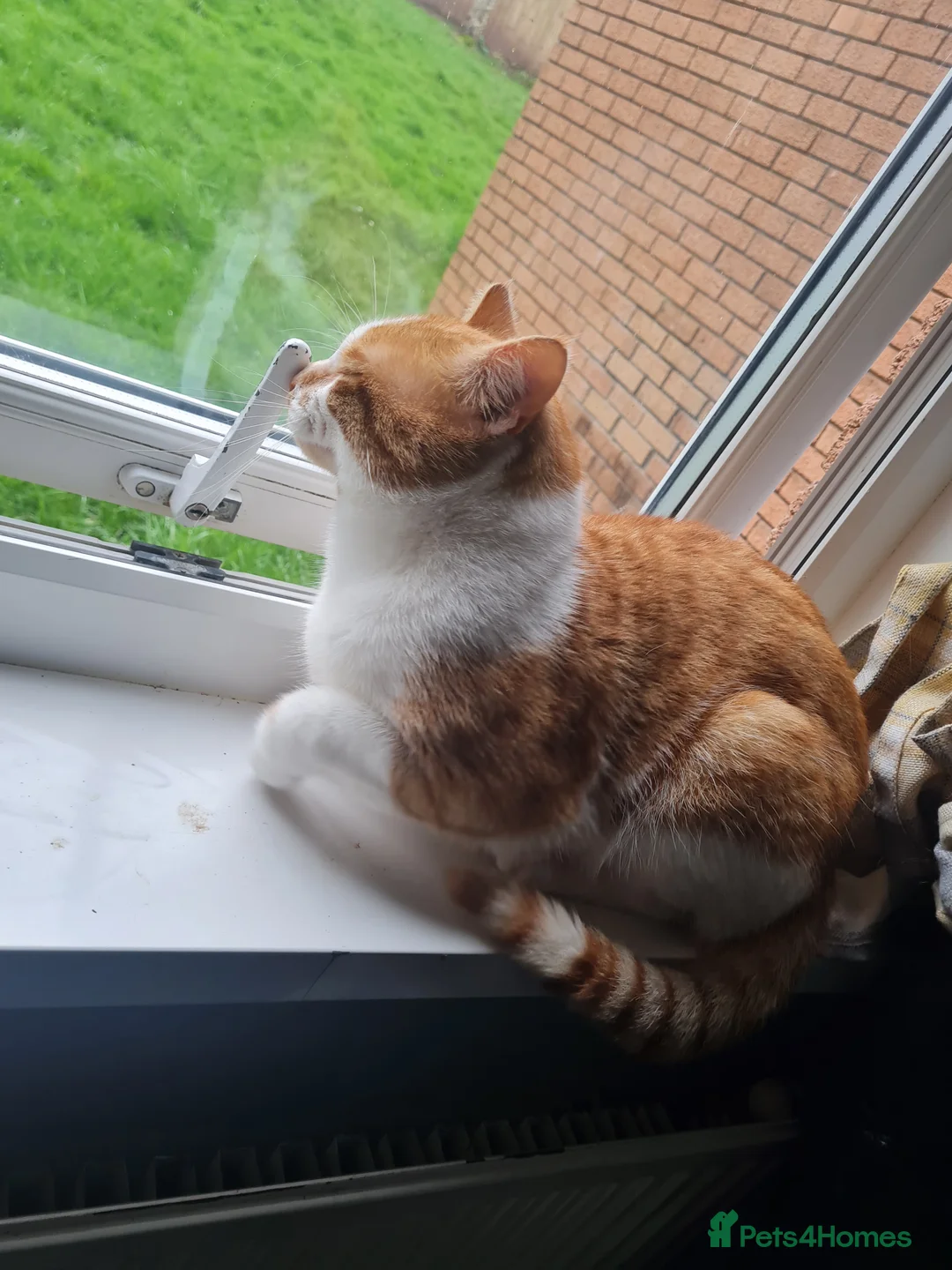 British Shorthair cats for sale: Simba in Newport - Advert 1