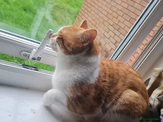 British Shorthair cats Simba in Newport - Advert 1