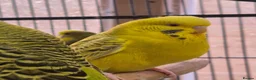 Budgerigars birds for sale: Hens variety colors - Advert 1