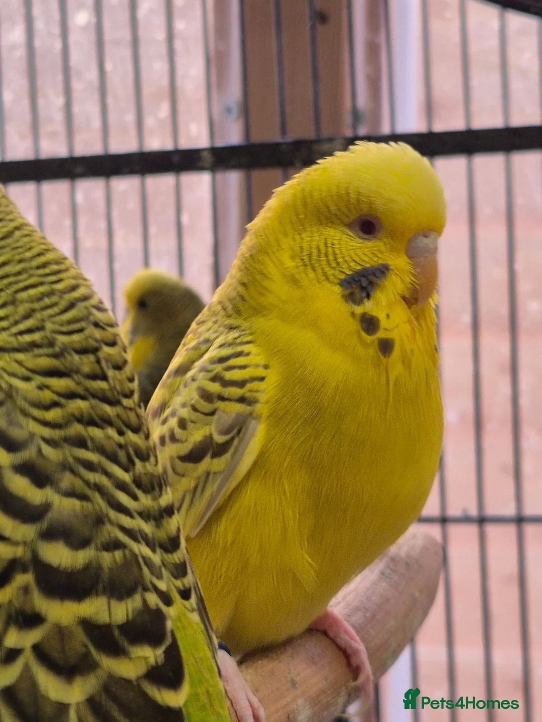 Budgerigars birds for sale: Hens variety colors - Advert 1