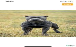 Staffordshire Bull Terrier dogs for sale: 😍😍 BEAUTIFUL & CHUNKY BLUES💙 - Image 38