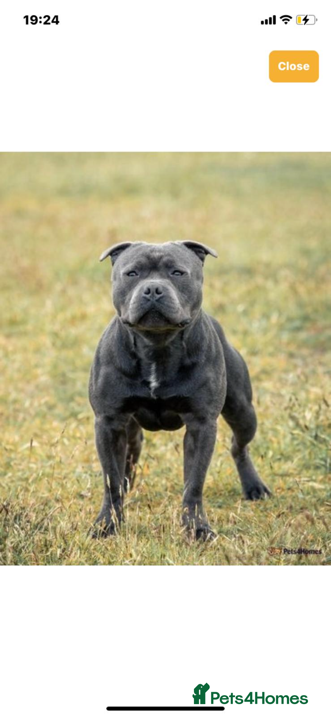 Staffordshire Bull Terrier dogs for sale: 😍😍 BEAUTIFUL & CHUNKY BLUES💙 - Image 38