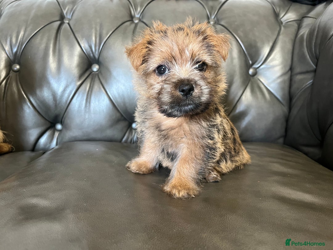 Norfolk Terrier dogs for sale: Norfolk Terrier Puppies - Image 5