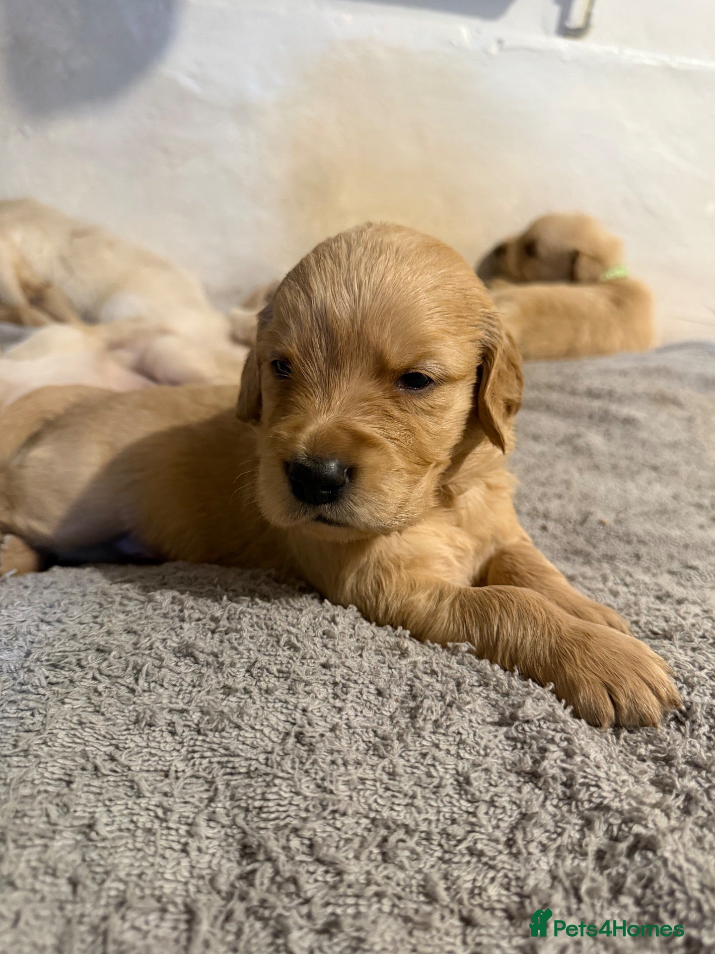 Golden Retriever dogs Exceptionally bred Golden Retrievers!  - Advert 10