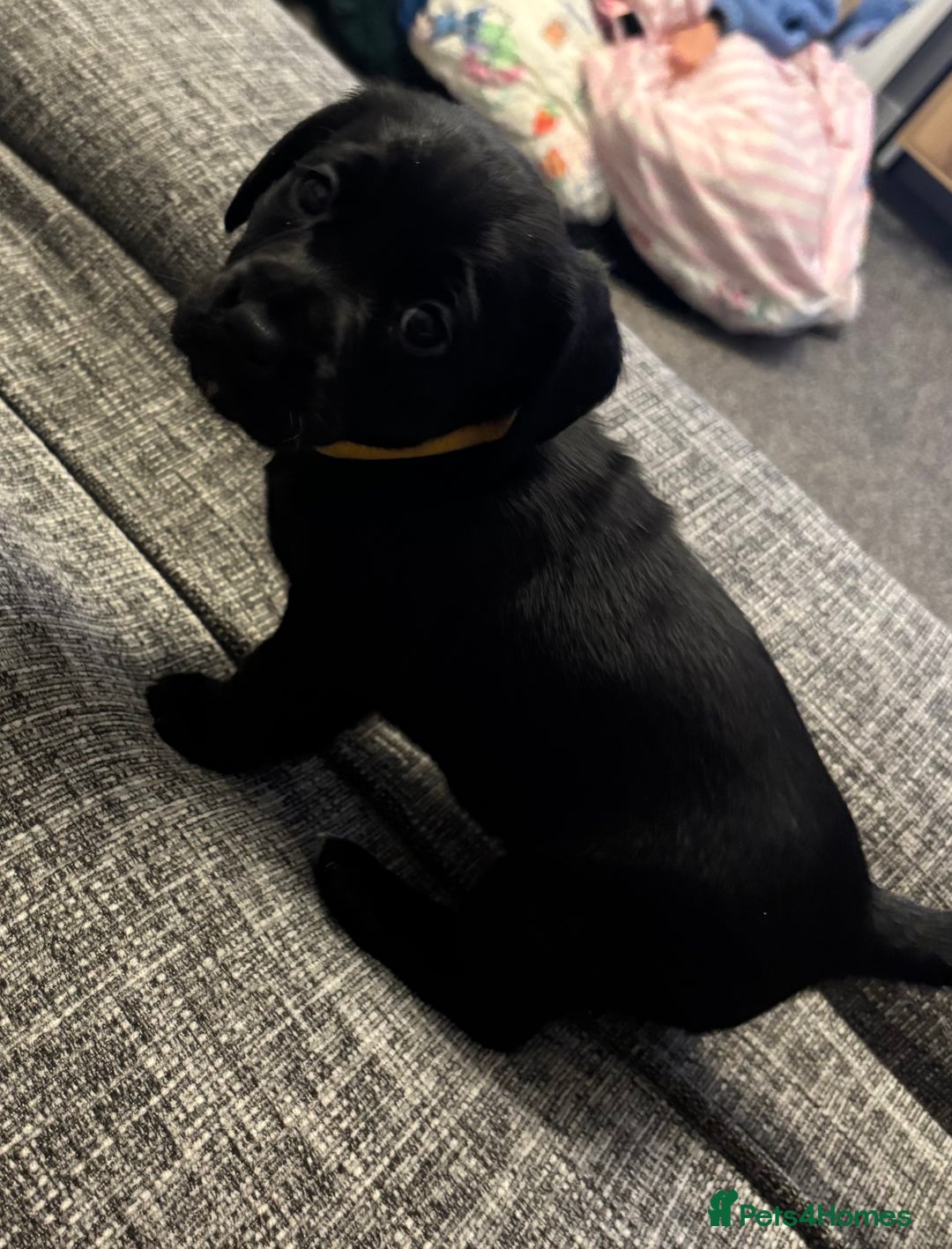 Mixed Breed dogs for sale: fox red Labrador X whippet puppies - Image 8