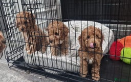 Cockapoo dogs for sale: F2 Cockapoos  - Image 3