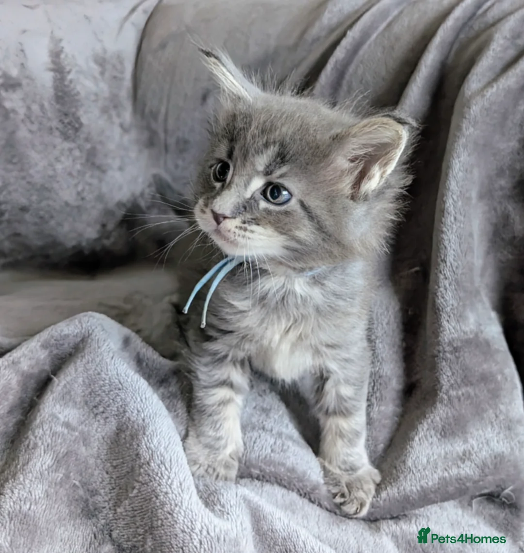 Maine Coon cats for sale: Chunky Maine Coons  - Advert 19