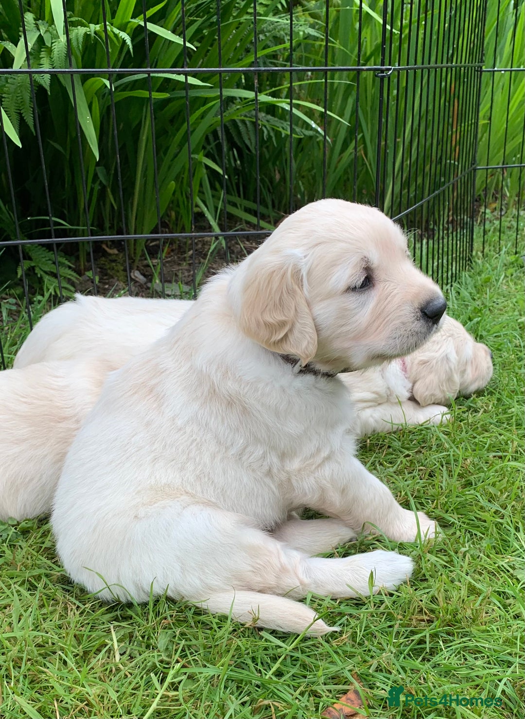 Golden Retriever dogs for sale: 1 BOY LEFT! Beautiful KC Golden Retriever Puppies! in Llanfyrnach - Image 18