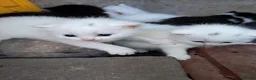 Turkish Van cats for sale: 6 Beautiful Kittens Looking for Loving Homes 🐾 in Birmingham - Advert 6