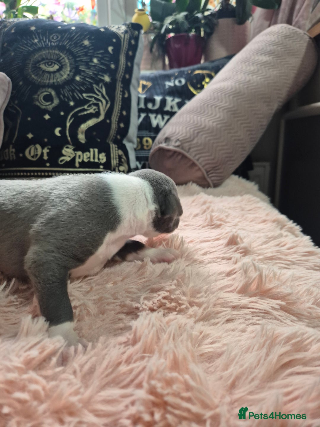 Whippet dogs for sale: Stunning KC Registered Blue Whippet Puppies - Image 14