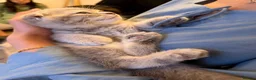 Scottish Fold cats for sale: Scottish fold  - Advert 7