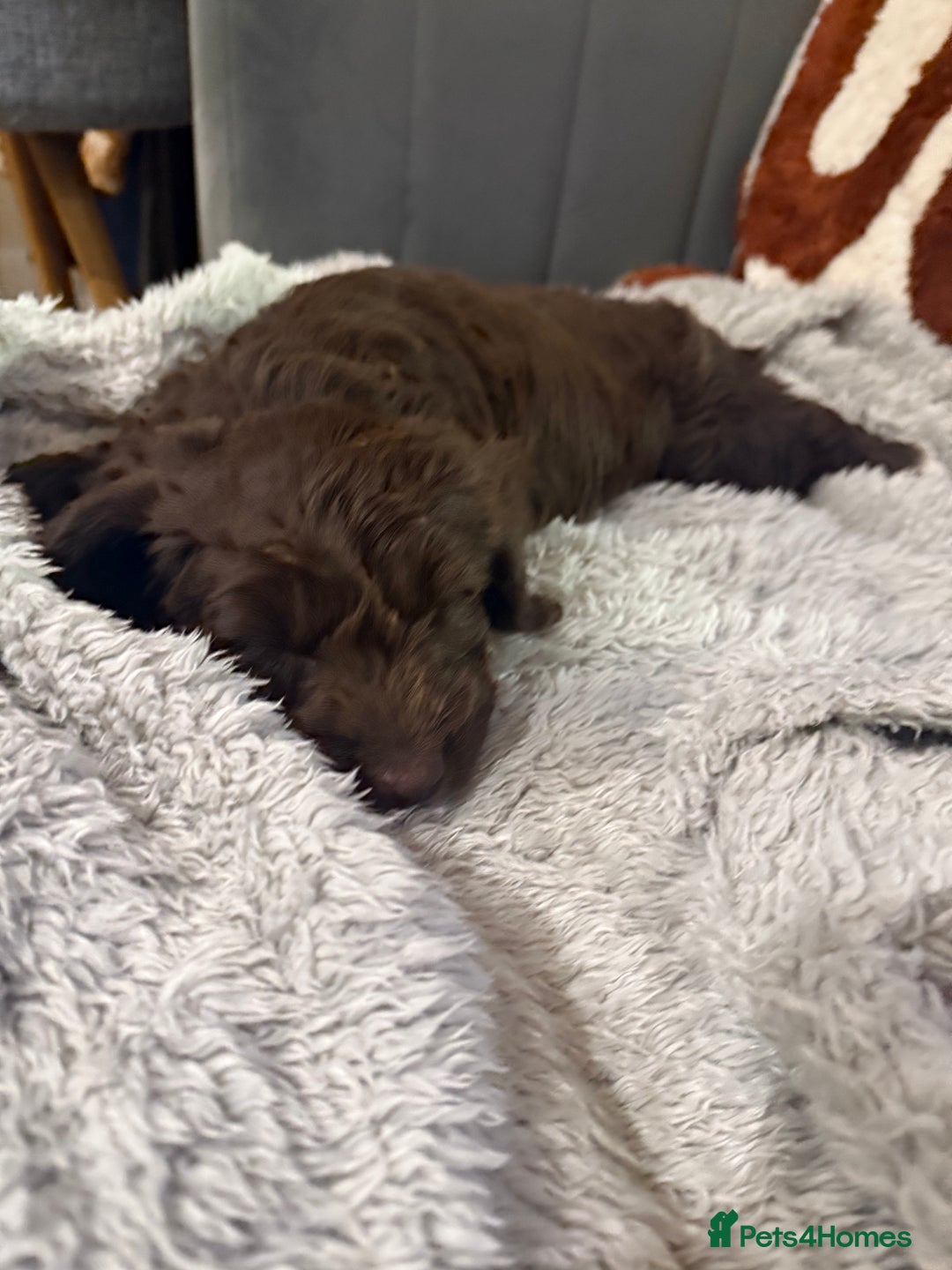 Cockapoo dogs for sale: Cockapoo puppy for sale - Image 5