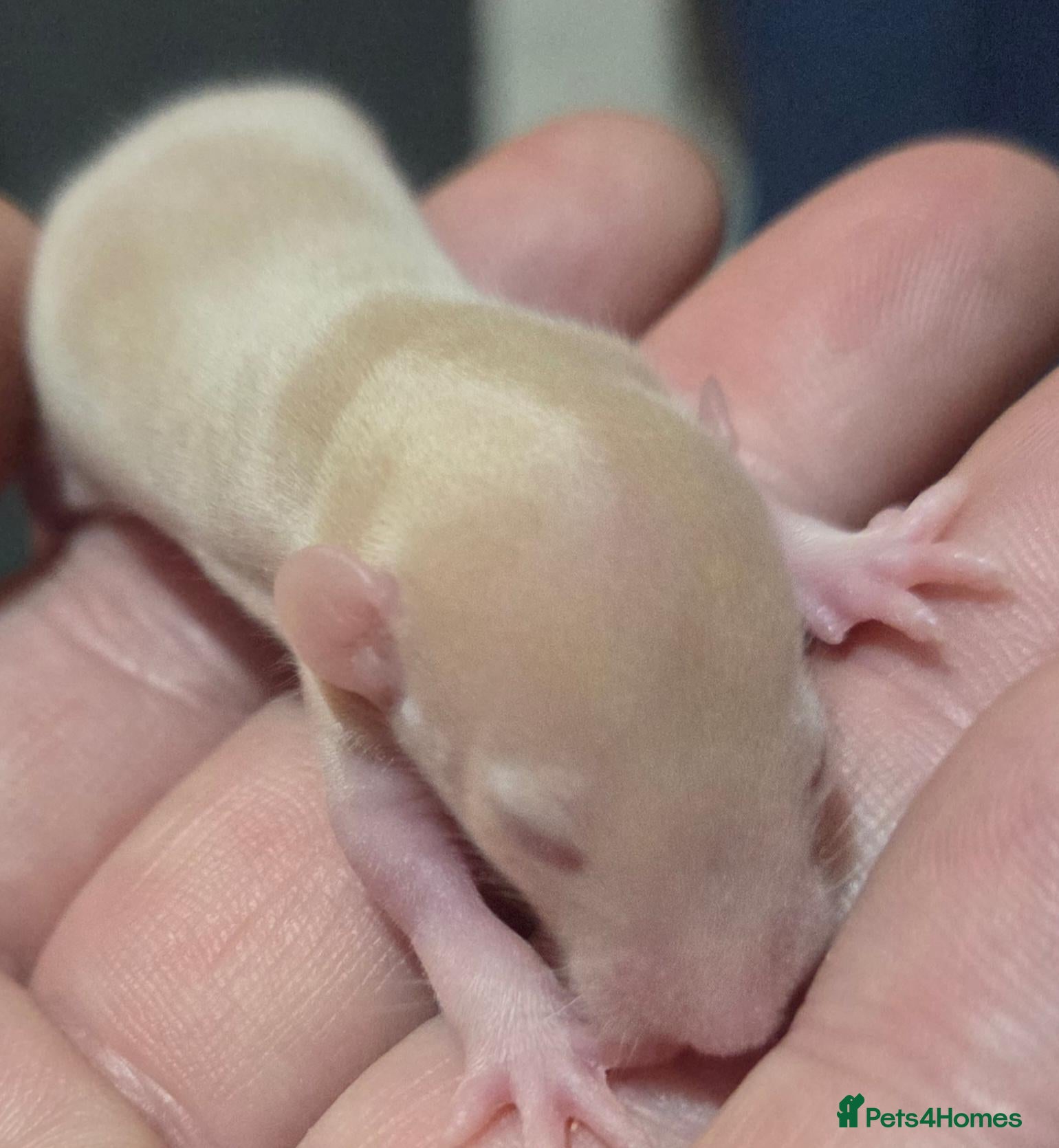 Rat rodents Dumbos and fancy rats sometimes balds.  - Advert 1