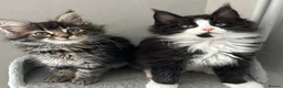 Maine Coon cats for sale: AMAZING TICA MAINE COON KITTENS  - Advert 8