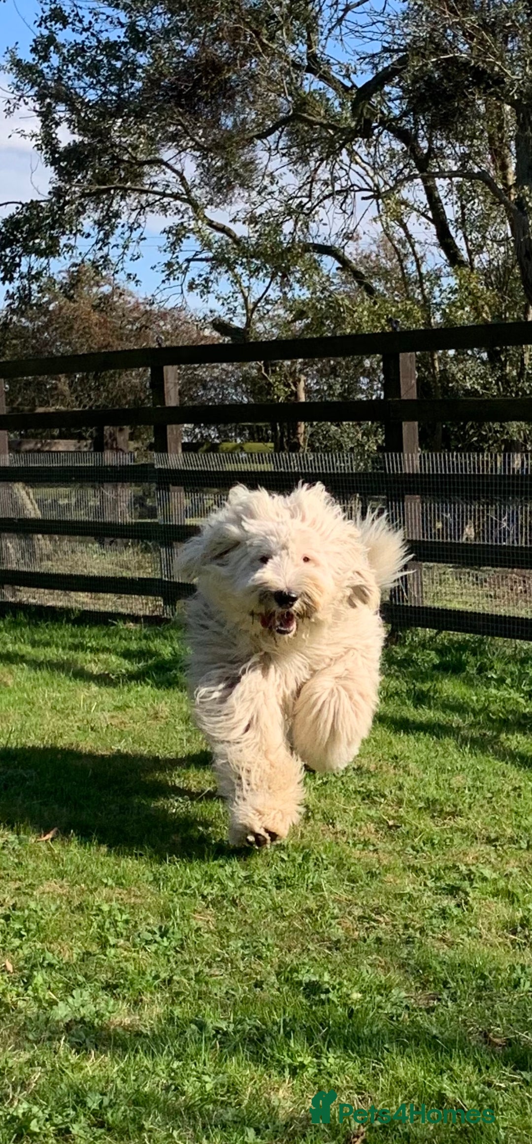 Sheepadoodle dogs for sale: Medium Size Sheepadoodle F1b.  - Advert 14