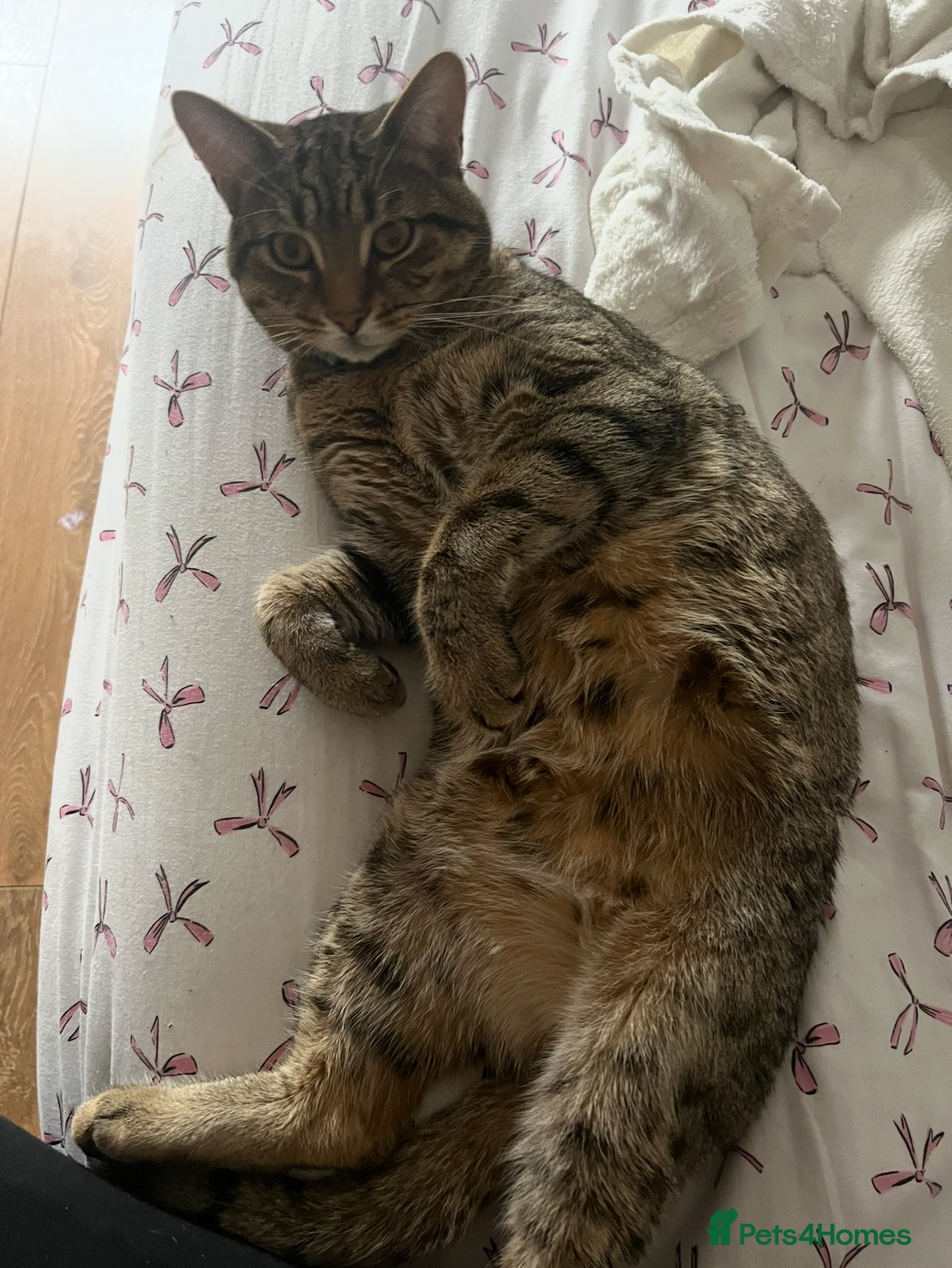 Bengal cats Rolo looking for a forever home  - Advert 1