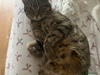 Bengal cats Rolo looking for a forever home - Advert 1