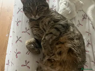 Bengal cats Rolo looking for a forever home - Advert 5