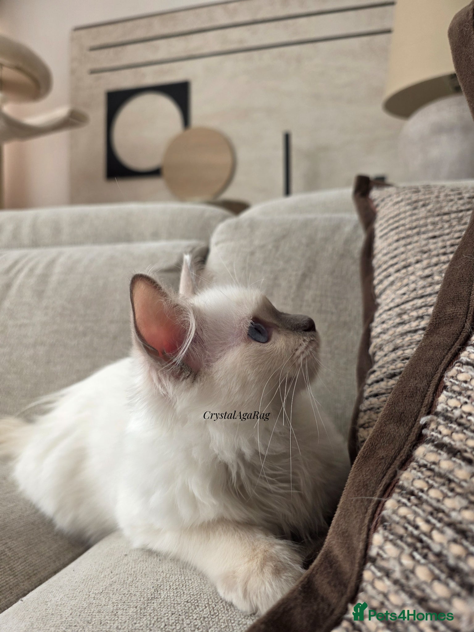 Ragdoll cats ✨ TORTIE ONE LEFT|CHAMPTION LINE|LITTER GCCF&TICA✨ - Advert 6