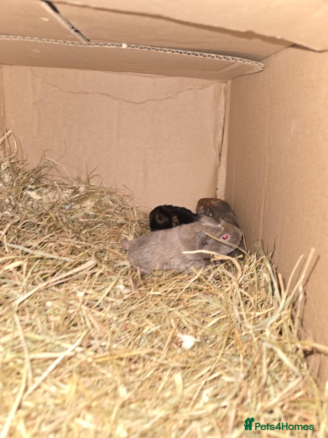 Guinea Pig rodents for sale: 11 baby guinea pigs for sale - Advert 6