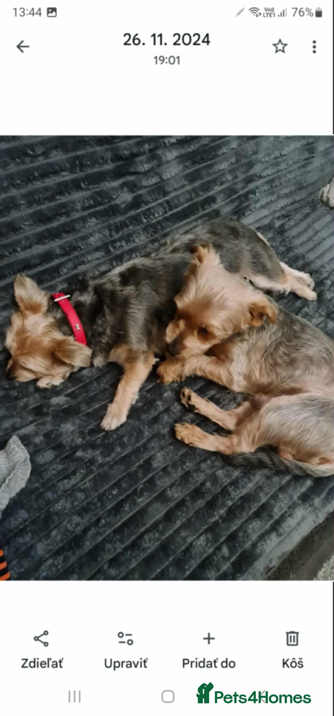 Yorkshire Terrier dogs for sale: Yorkshire pups  - Image 11