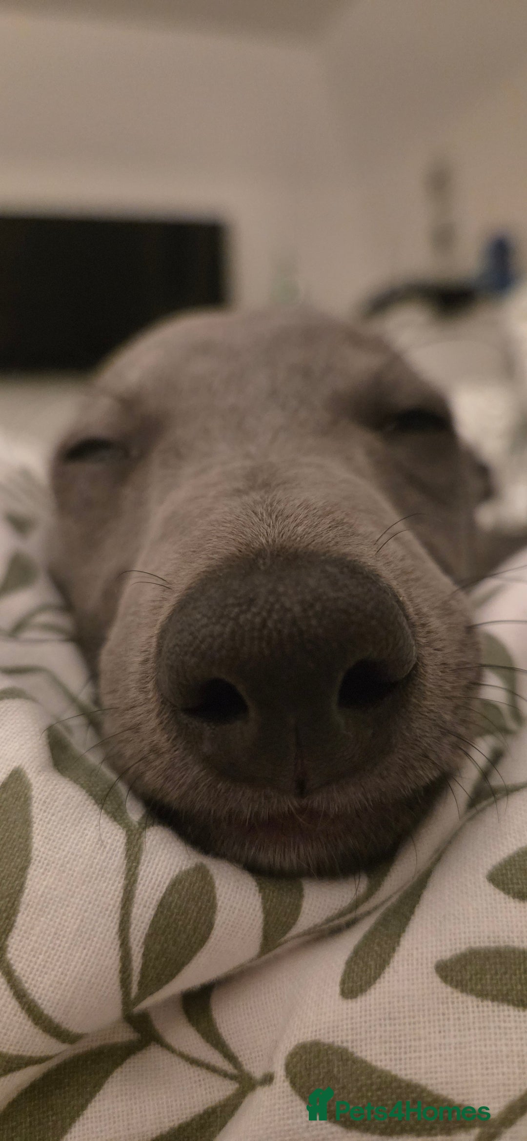 Whippet dogs for sale: Beautiful Male Whippet Puppy - Image 3
