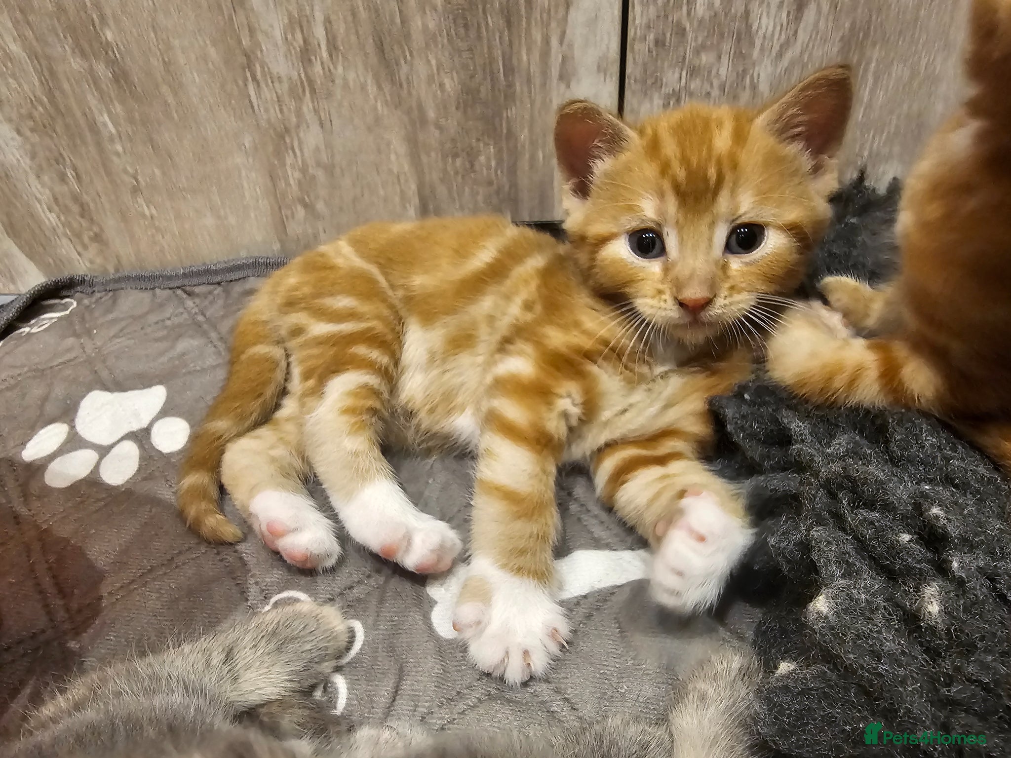 Ginger and cream boy