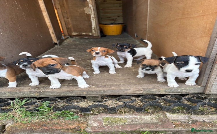 Jack Russell dogs - Advert 15