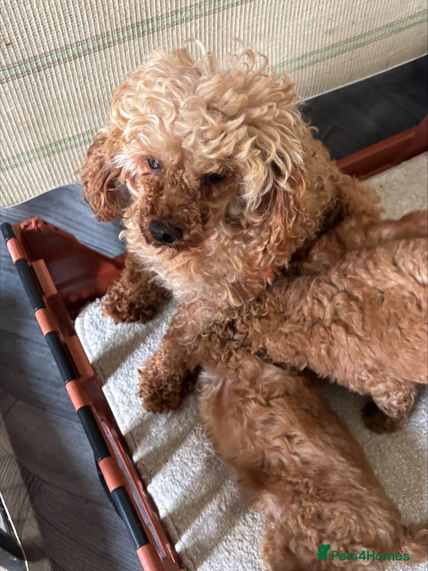 Toy Poodle dogs kc deep red toy poodle girl - Advert 2