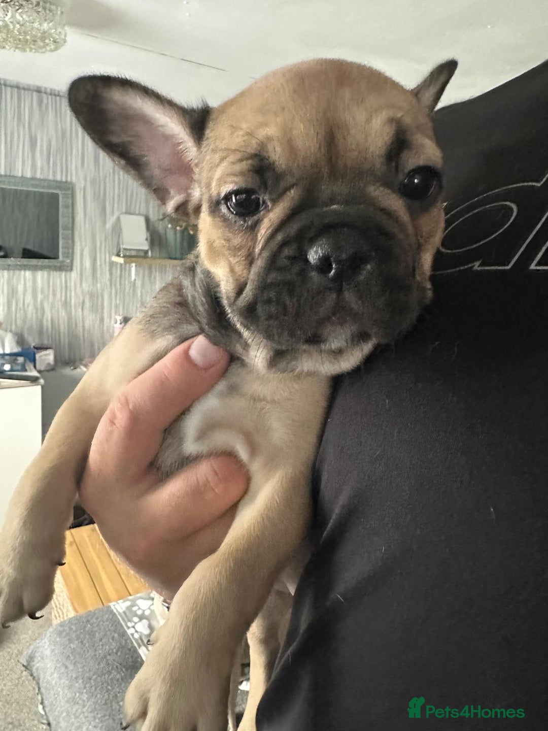 French Bulldog dogs for sale: Amazing french bulldog  - Image 33