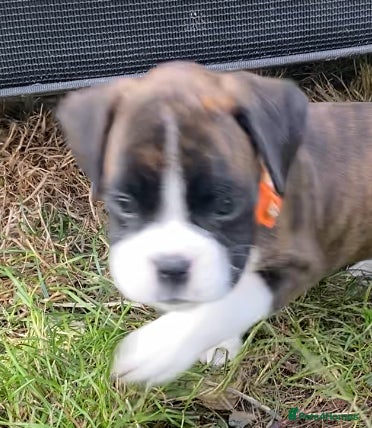 Boxer dogs Boxer KC puppies  - Advert 2