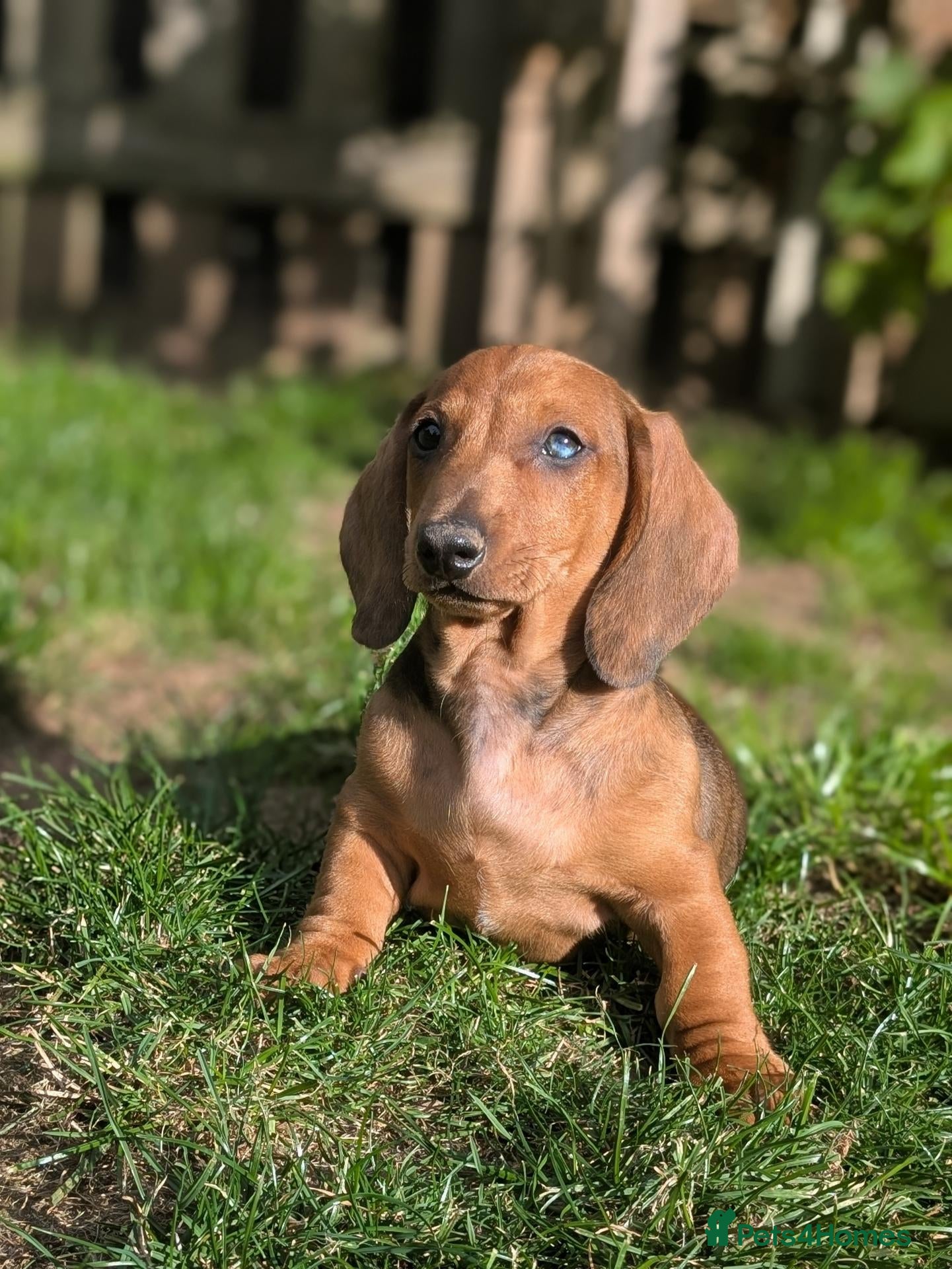 Dachshund dogs Champion Bloodline Standard Dachshund - Advert 1