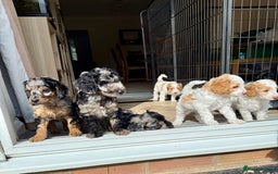 Cockapoo dogs for sale: Beautiful colour Cockapoo Puppies- Ready to go!  - Image 25