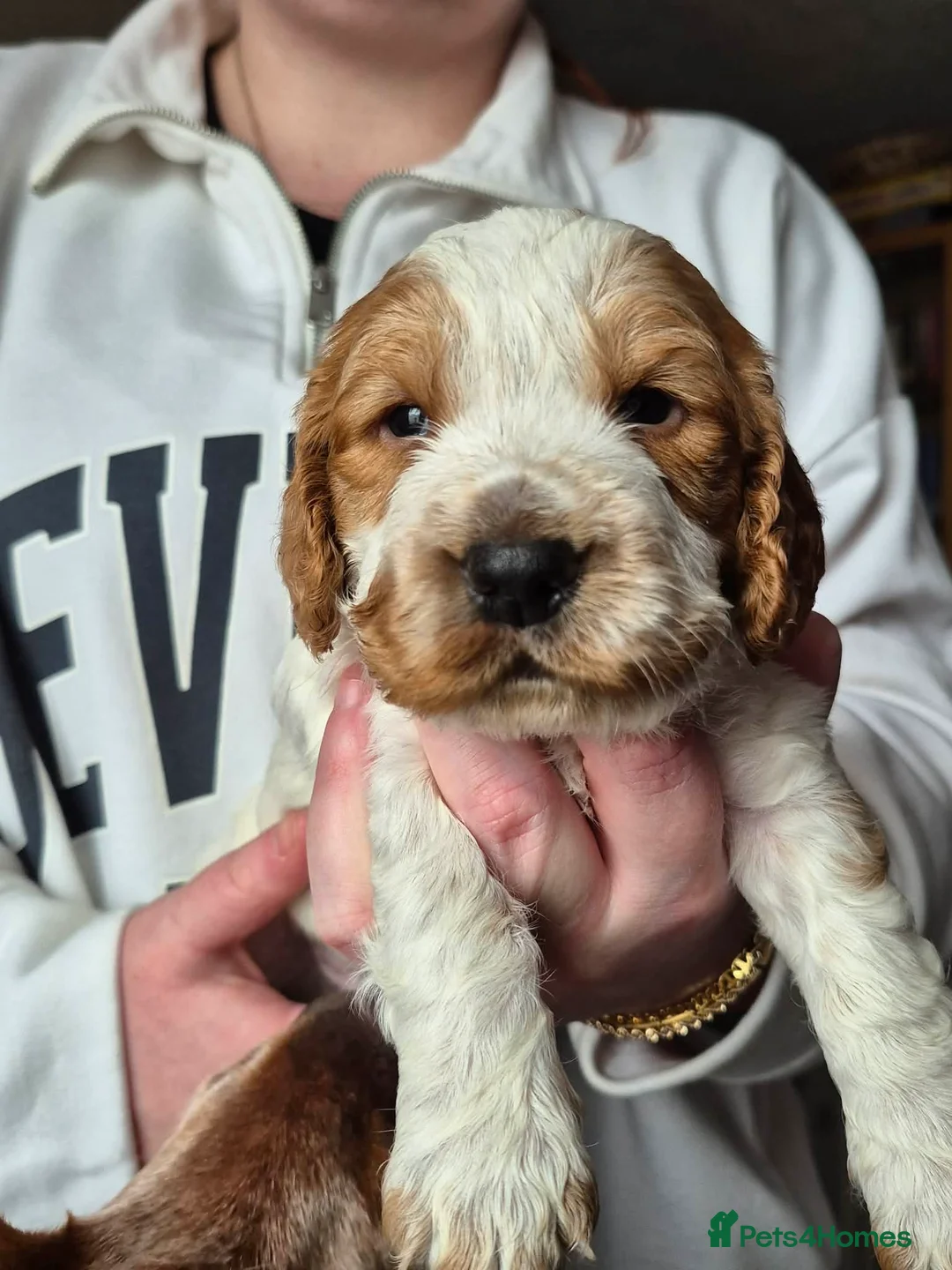 Cocker Spaniel dogs for sale: Cocker spaniel puppies for sale - Advert 4