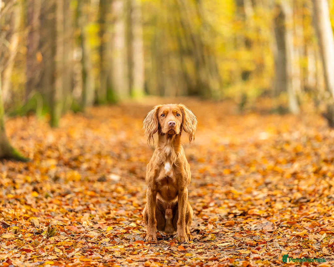 Cocker Spaniel dogs for stud: Red Working Cocker Spaniel Stud - Advert 10